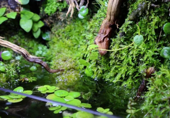 "Musgo en Emergido" - Comprar Musgos de Acuario - Imagen 2