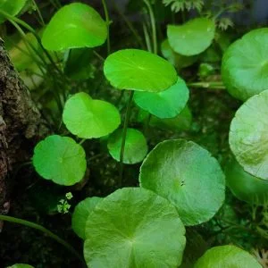 hydrocotyle verticillata