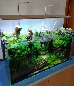 hydrocotyle verticillata acuario