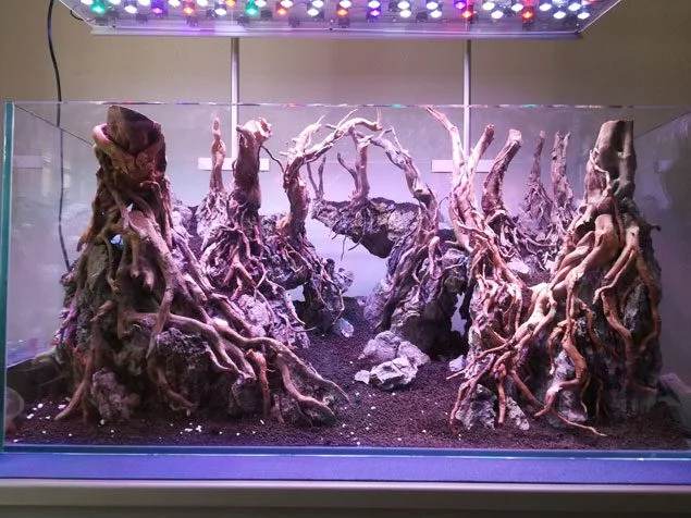 paisajismo acuario plantado