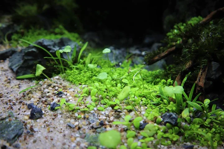 plantas acuario paisajismo acuático