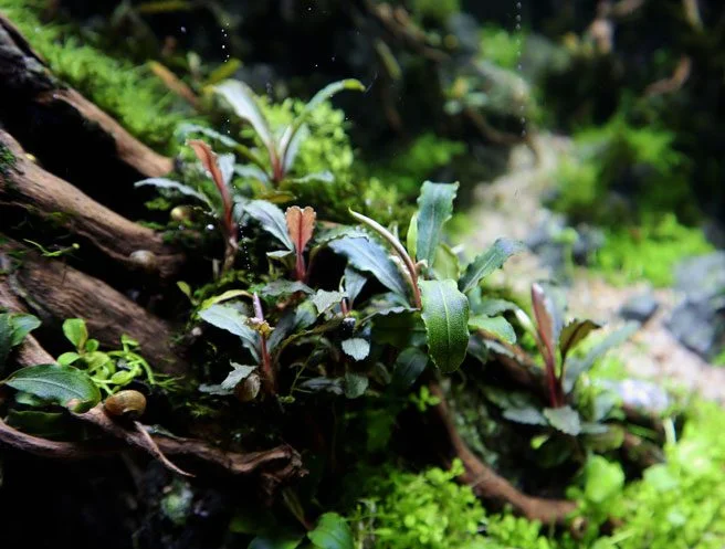 plantas para montar acuario aquascaping