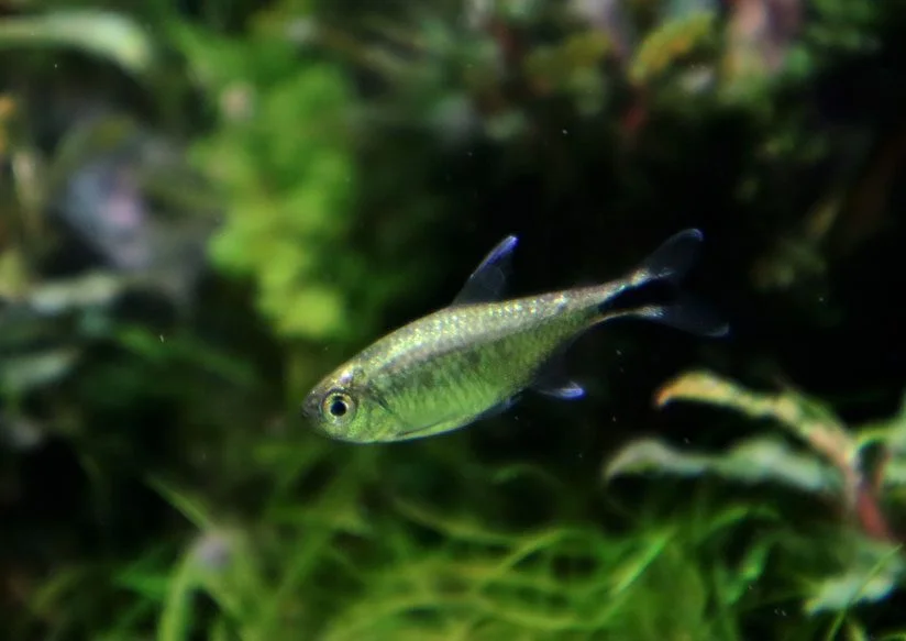 peces acuario paisajismo acuático
