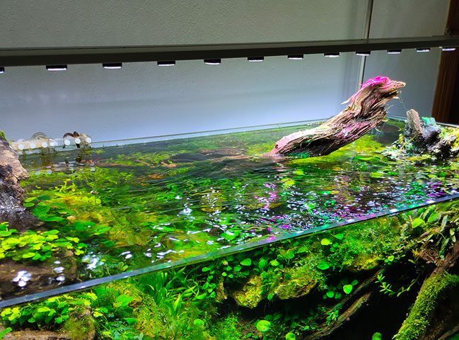 limpiar acuario