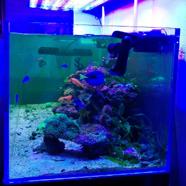 luz-led-acuario-marino