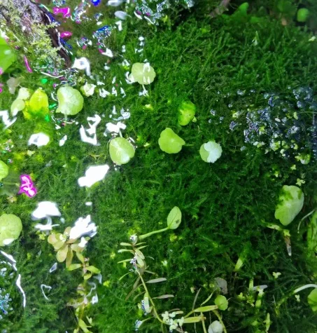 musgo acuario