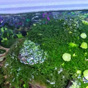 musgo de acuario