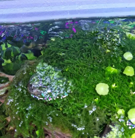 musgo de acuario