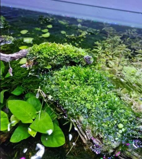 Musgo Weeping Moss (Vesicularia Ferriei) - Comprar Musgo Acuario - Imagen 4
