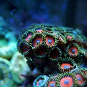 tienda online de acuarios marinos