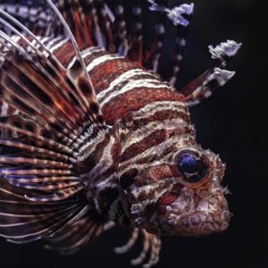 Filtro Acuario Marino