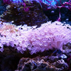 Acuario Marino