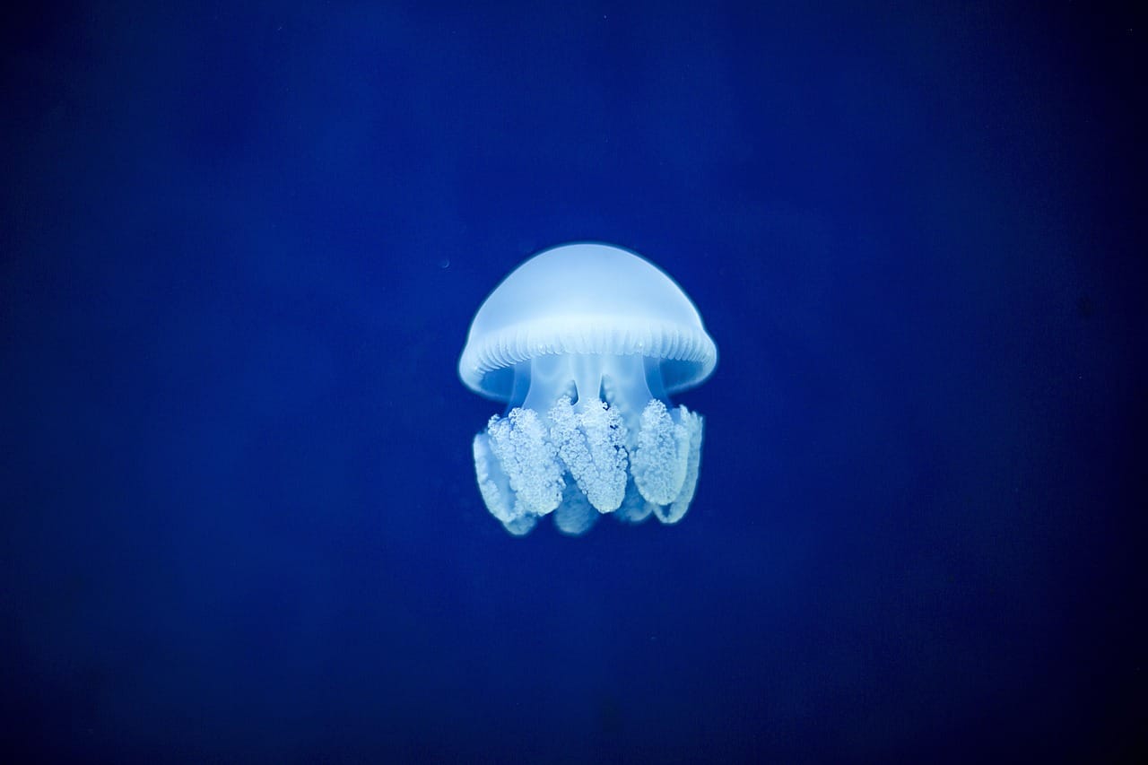 ventahas de tener un acuario en casa