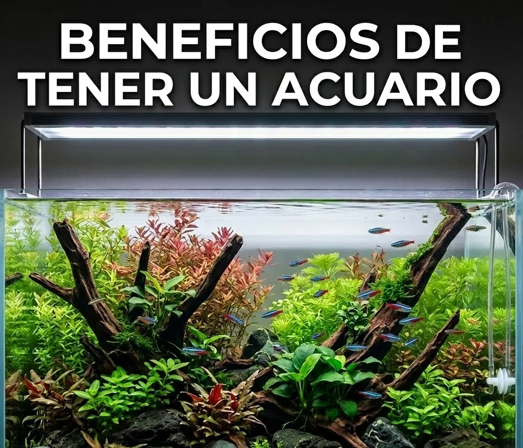 ventajas comprar acuario