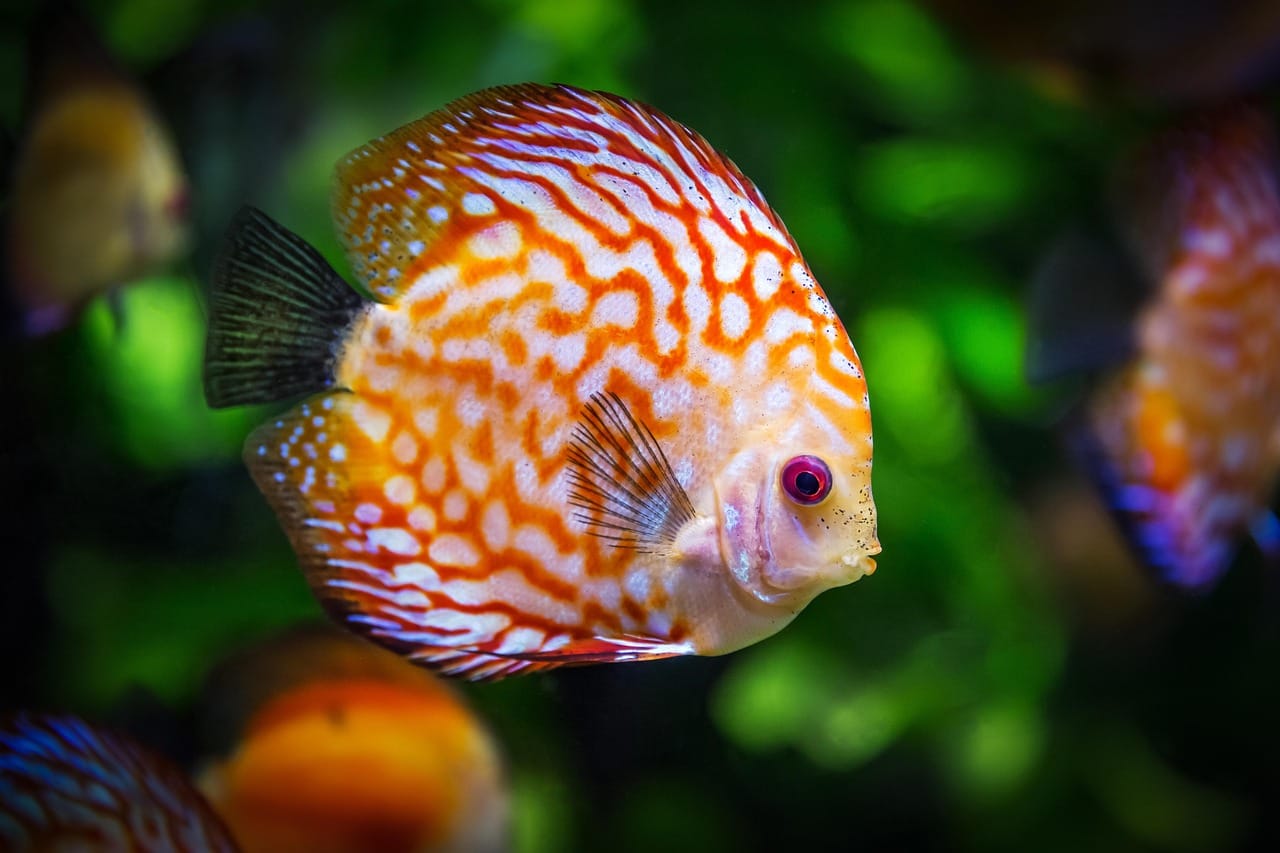 acuario plantado, ventajas y beneficios de tener uno