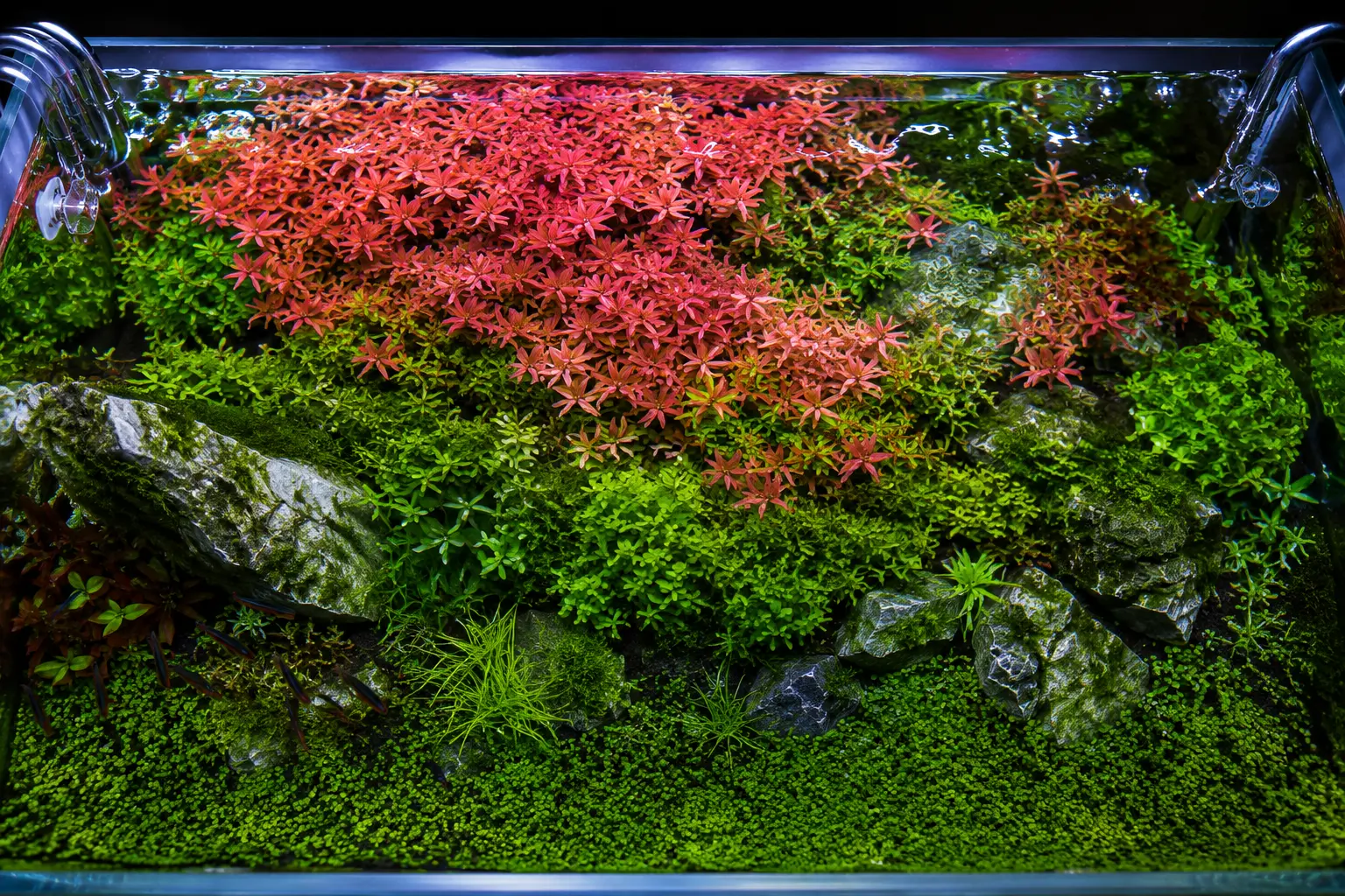 Plantas de acuario creciendo en un agua bien equilibrada