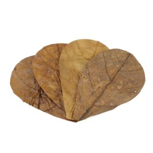 Hojas de Catappa