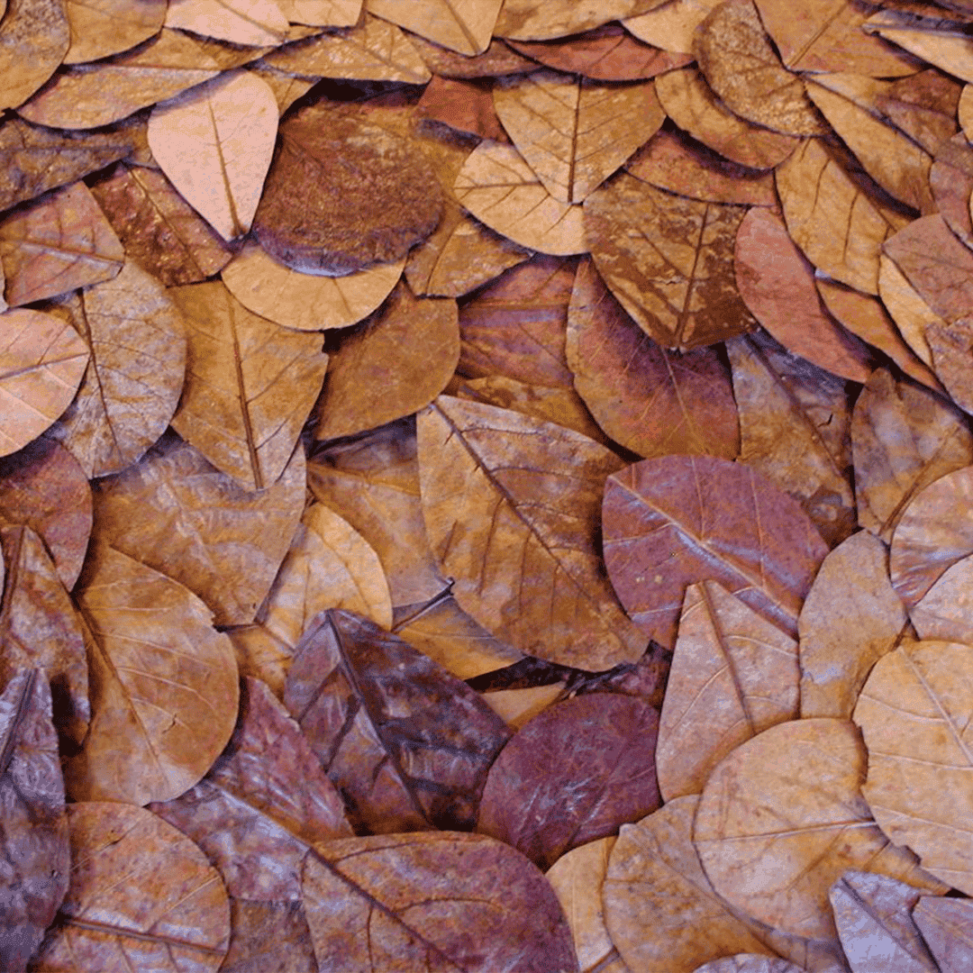 Hojas de Almendro Indio Catappa - Bolsa de 10 Hojas 15-20 cm o +100 Hojas 6-9 cm para Acuario