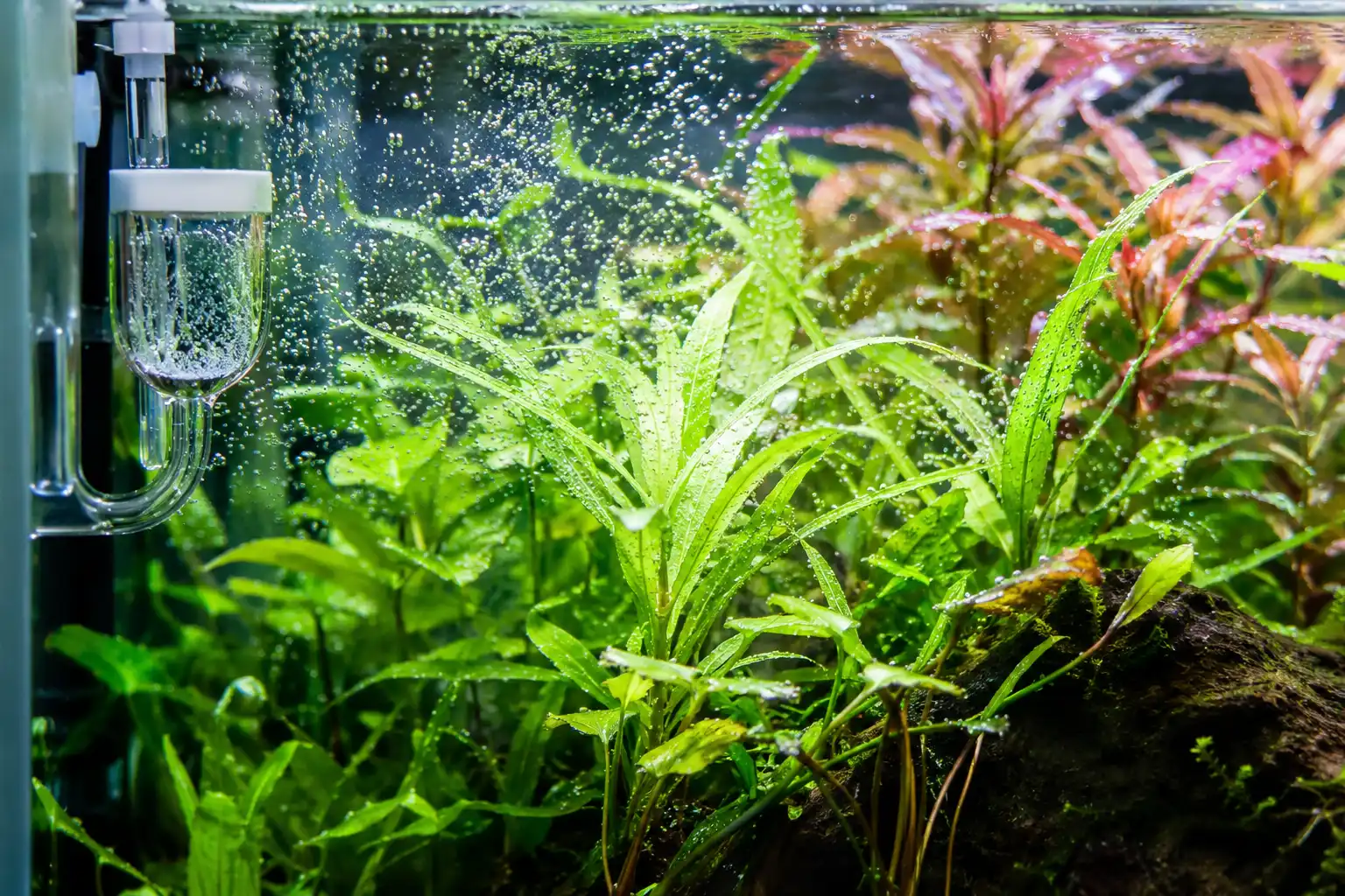 Plantas de hoja ancha y tallos rojos creciendo entre burbujas de CO2 para acuario junto a un difusor de cristal