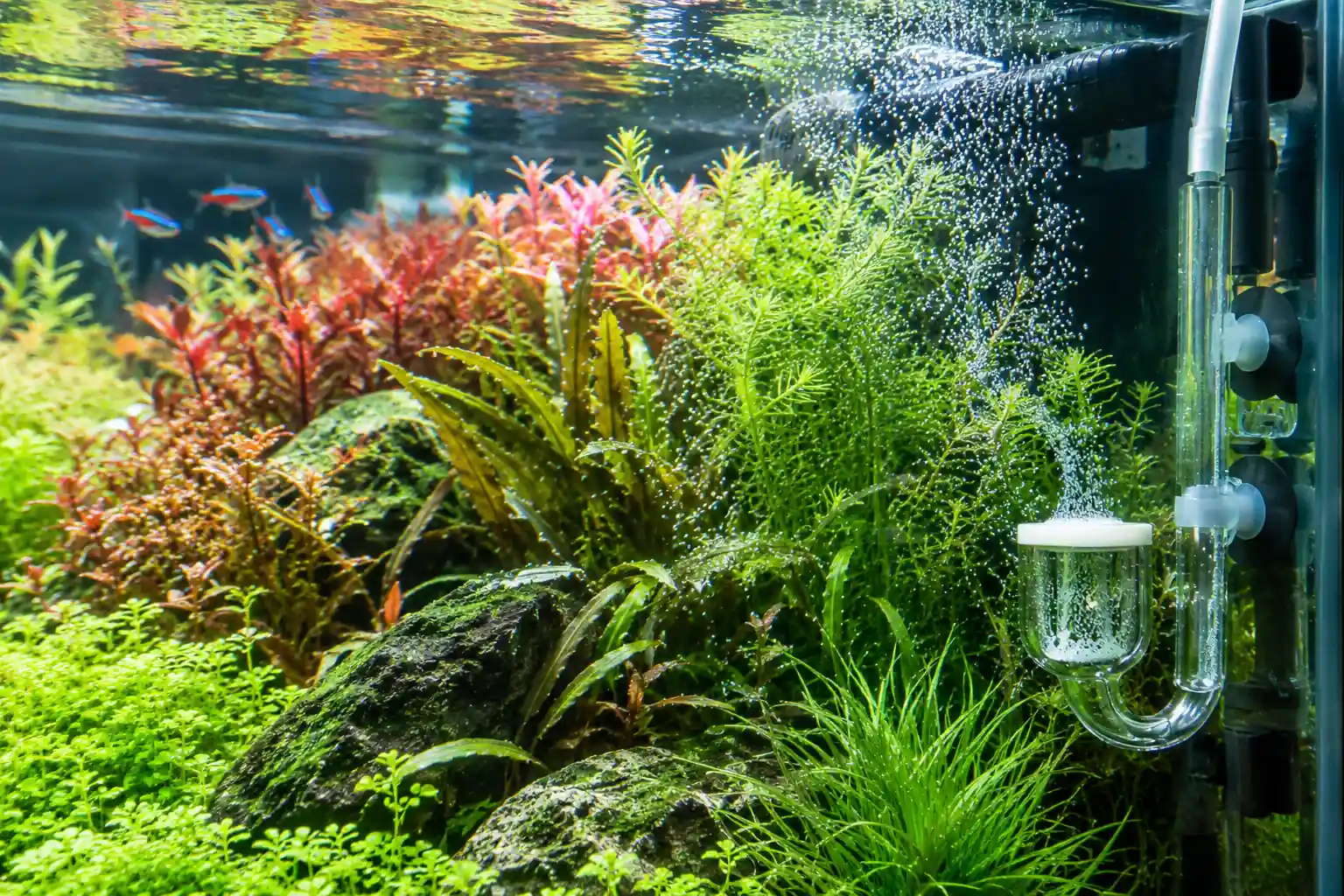 Plantas rojas y verdes con difusor de CO2 de cristal, microburbujas y neones nadando al fondo