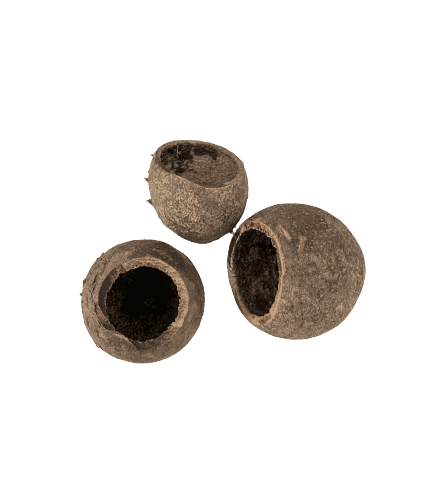 Bael Pod - Cáscara Botánica 4-6 cm para Acuario de Gambas y Aquascaping (Unidad)