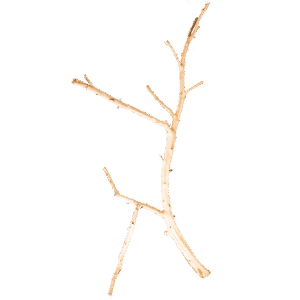 Sanda Wood - Ramas de Madera 60-120 cm para Acuario y Aquascaping, por Kilo (1 a 20 kg)