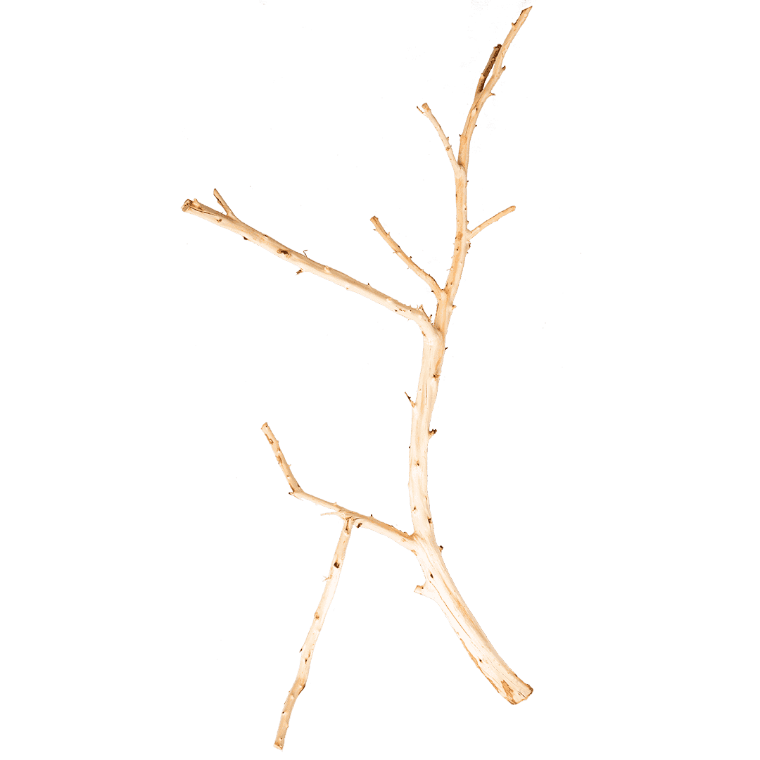 Sanda Wood - Ramas de Madera 60-120 cm para Acuario y Aquascaping, por Kilo (1 a 20 kg)