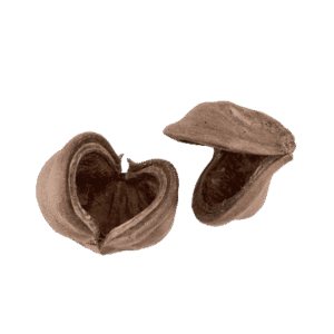 Sterculia Pod - Cáscara Botánica 8-10 cm para Acuario y Aquascaping (Unidad)