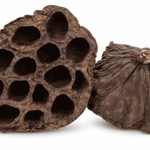 Cáscara de Loto - Botánico Decorativo 4-6 cm para Acuario y Aquascaping (Unidad)