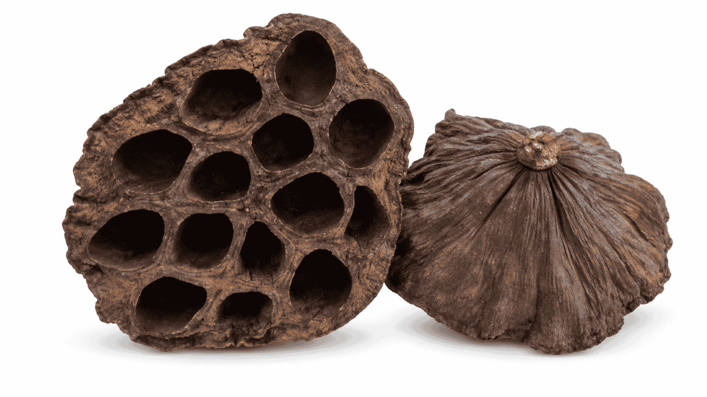 Cáscara de Loto - Botánico Decorativo 4-6 cm para Acuario y Aquascaping (Unidad)
