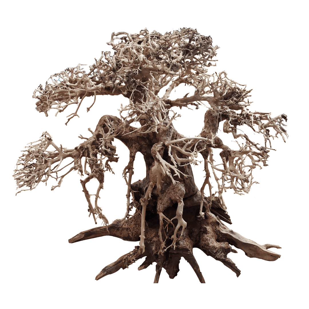 Bonsai Recto - Bonsai de Madera para Acuario 12x15, 20x25 y 30x35 cm