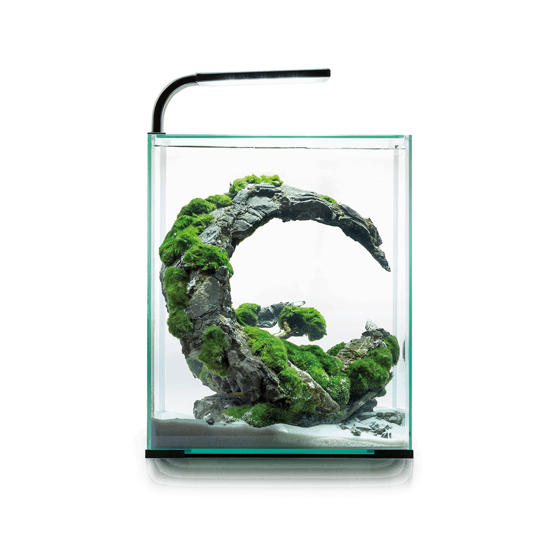 Shrimp Set D&N 30 Aquael - Gambario de 30 L con Luz Day & Night
